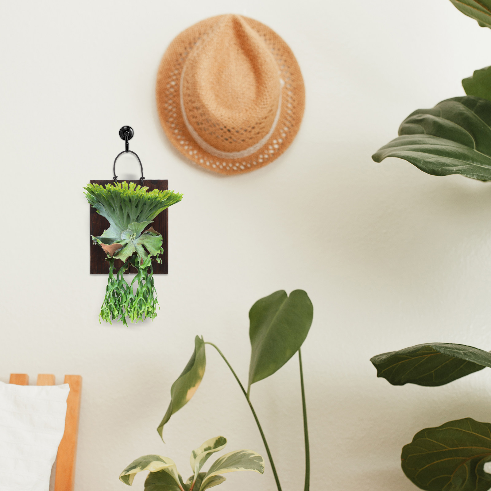 Staghorn Fern Mounting Board – - đánh giá và giá Vertical Planter