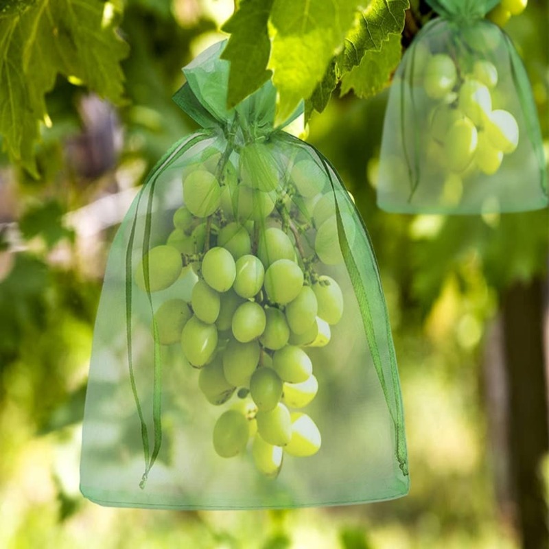 10/120x Organza Fruits Protect - đánh giá và giá Grow Bag