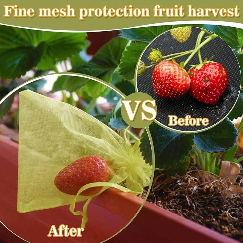 10/120x Organza Fruits Protect - đánh giá và giá Grow Bag