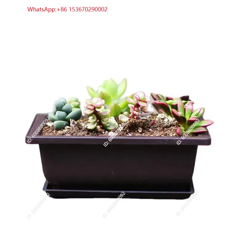 1PC Plastic Flower Pot with Tr - đánh giá và giá Plant Pot